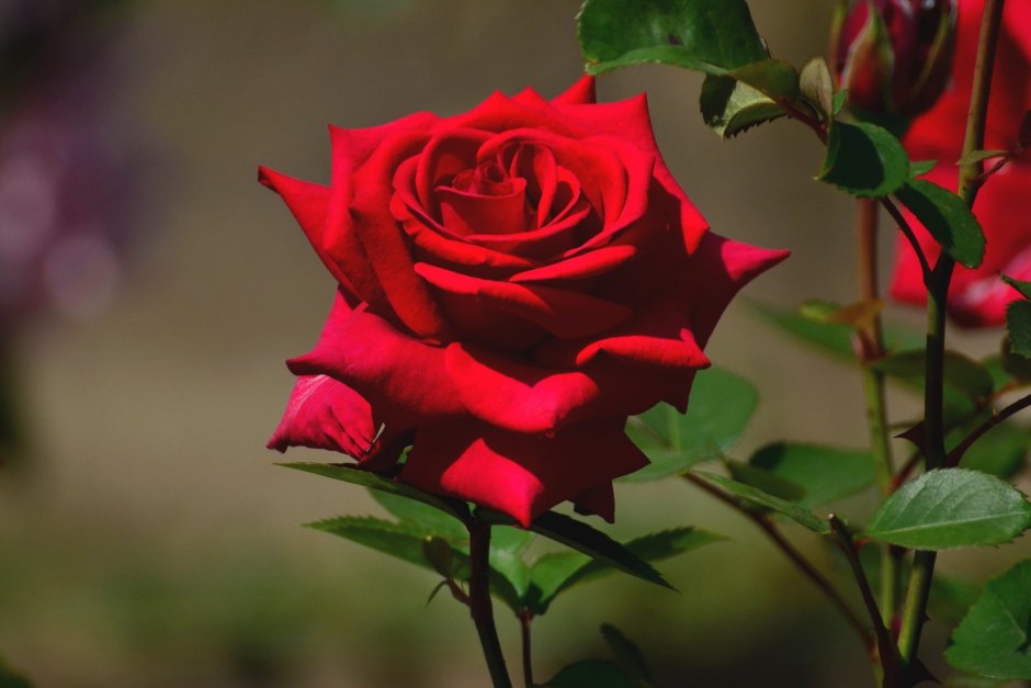 Бутон розы Осирия
