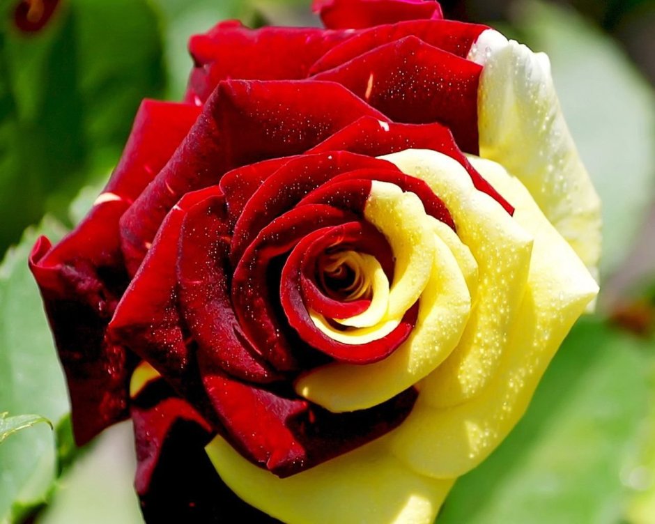 Двухцветная роза Осирия
