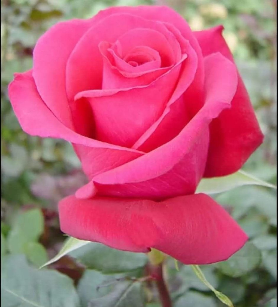 Розовая роза сорта Мария Каллас