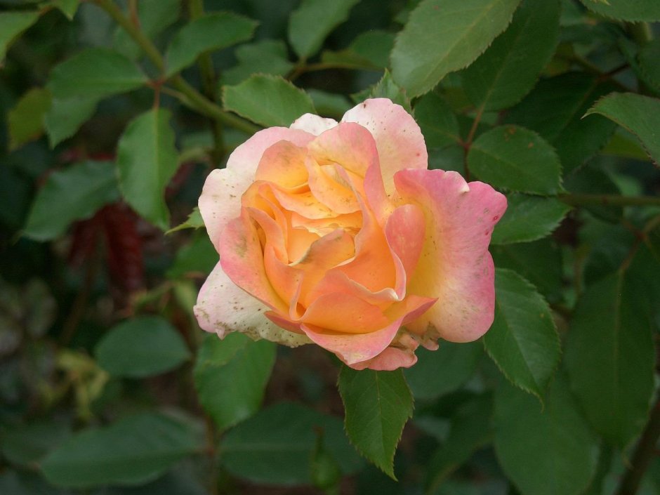 Роза Garden Princess