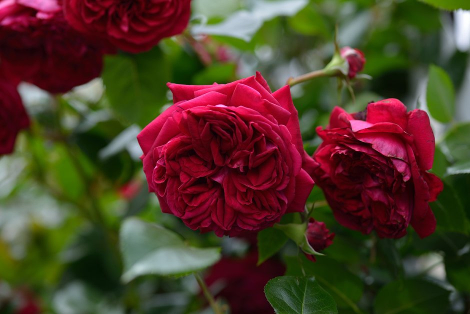 Роза Montmartre