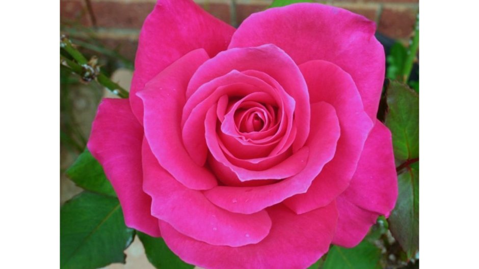 Роза чайно-гибридная Роузберри