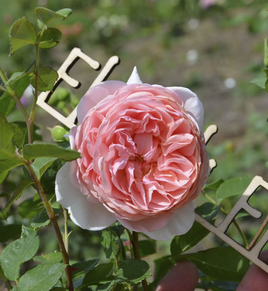 Роза английская William Morris (Уильям Моррис)