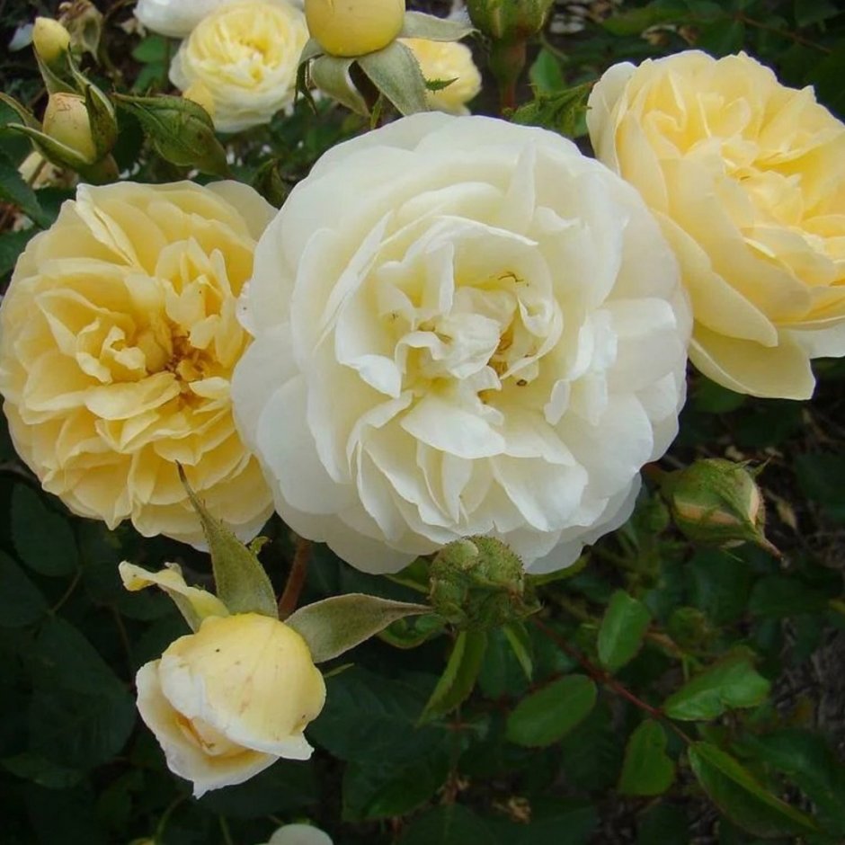 Rosa (роза) la Feuillerie