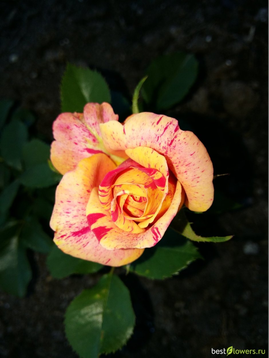Роза чайно-гибридная Карибия (Caribia)