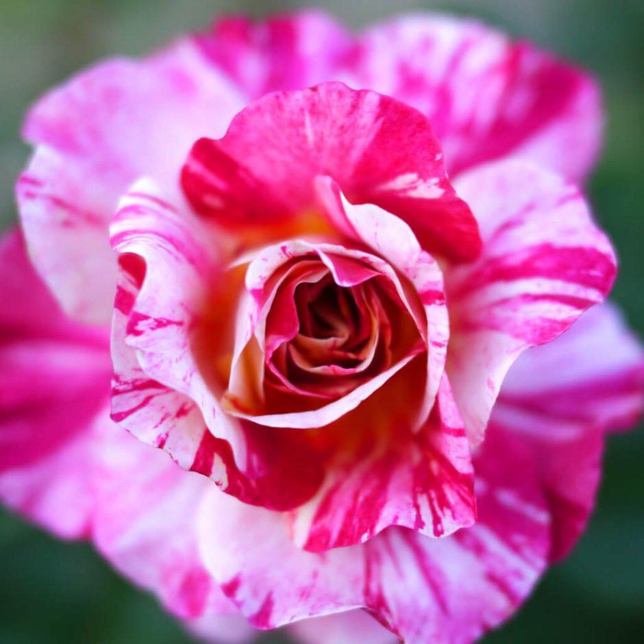 Роза Maurice Utrillo