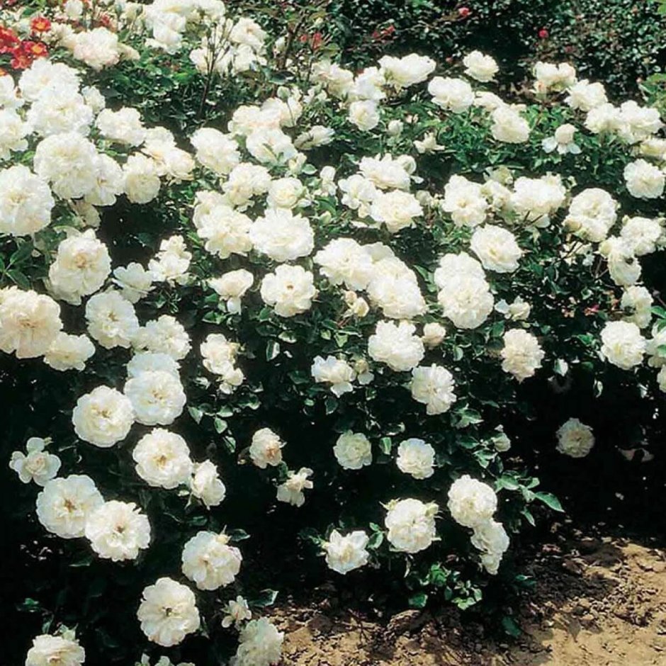 Роза Blanc Meillandecor