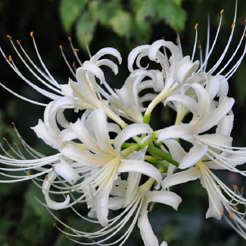 Цветок ликорис белый