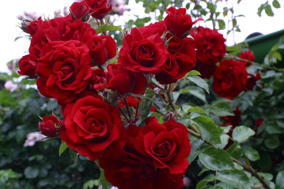 Розы плетистые Амадеус