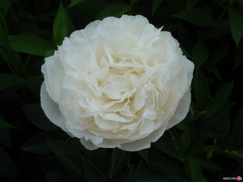 Camellia White пион