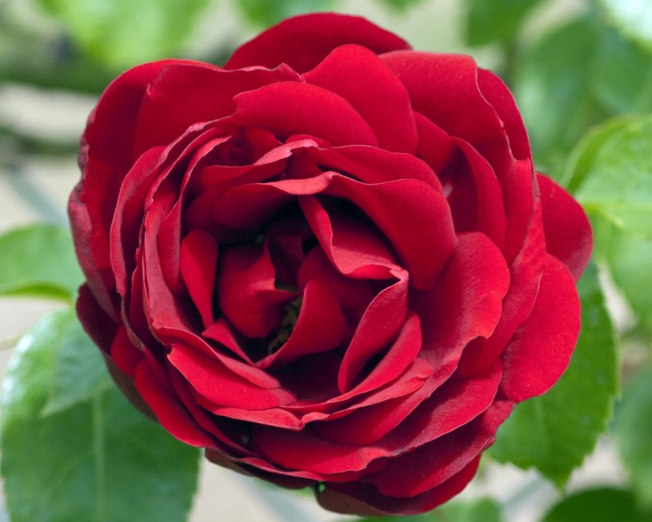 Amadeus роза плетистая