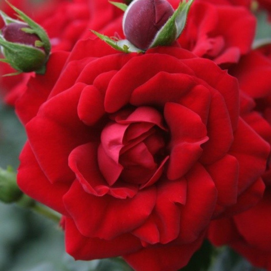 Роза плетистая красная Амадеус