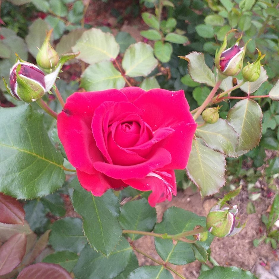 Роза Grandessa