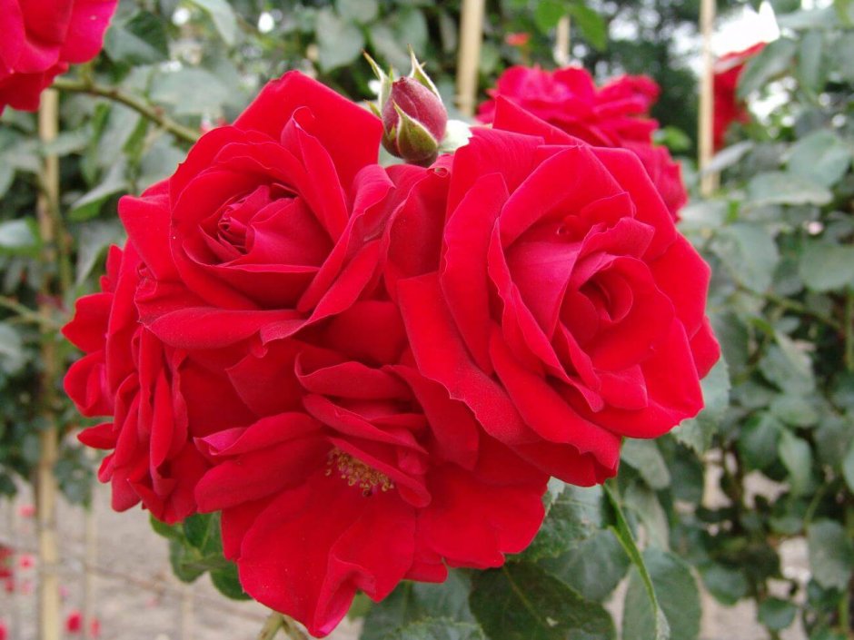 Амадеус Amadeus роза