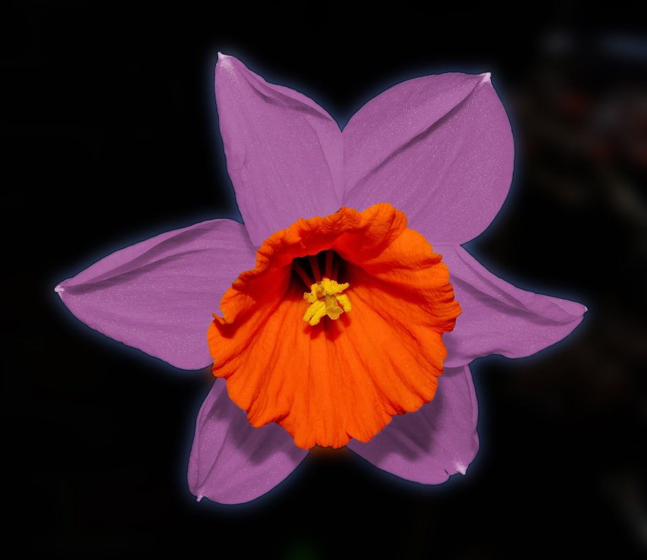 Нарцисс цветок синий