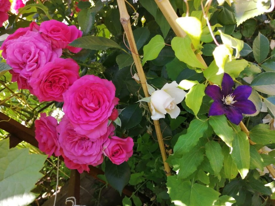 Giardina роза плетистая