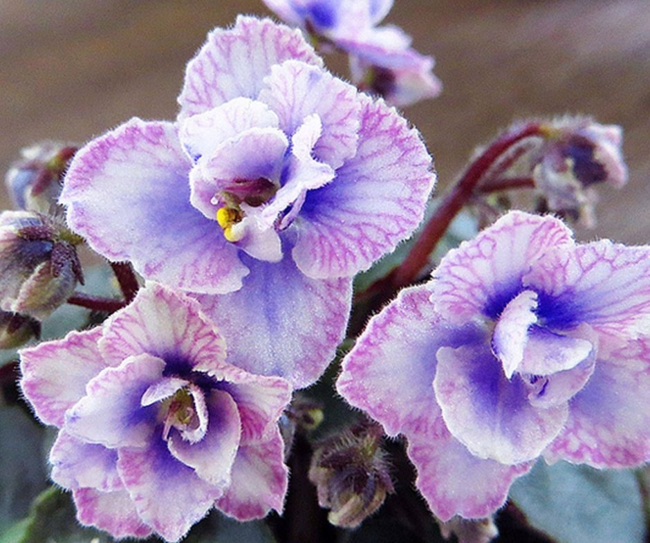 Вайолет Квин Орхидея