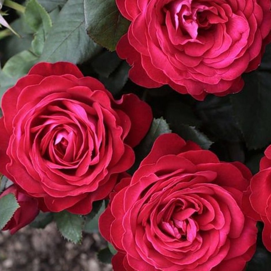Dominique Loiseau роза