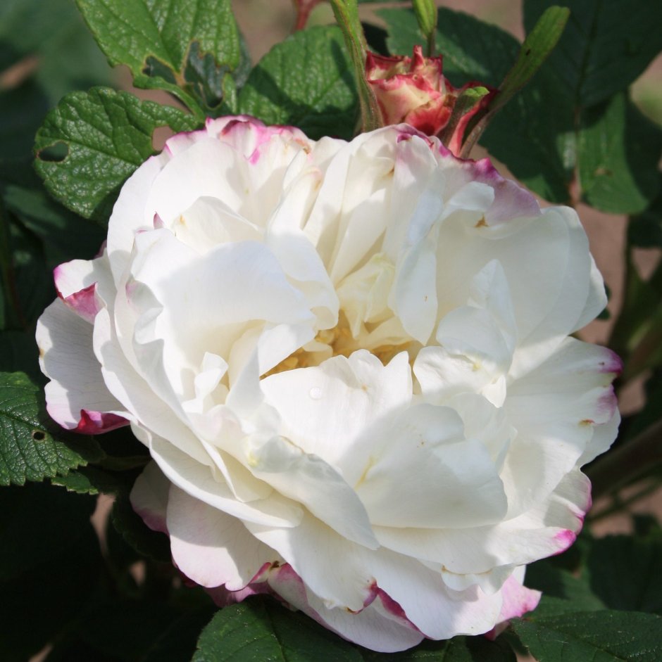 Роза канадская Луиза Багнет (Louise Bugnet)
