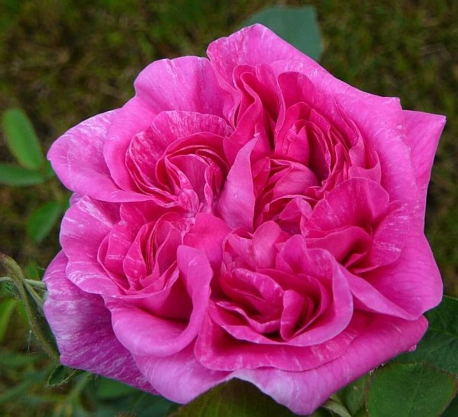 Роза Мари Луиза