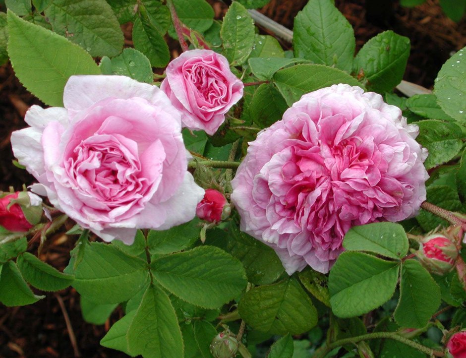 Мария Луиза роза дамасская