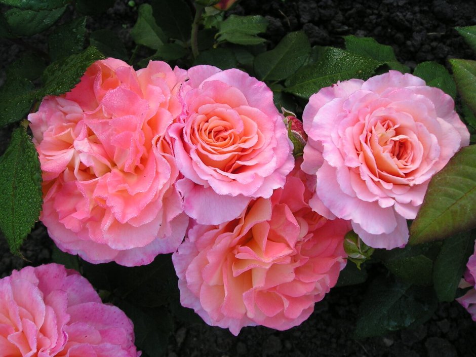 Роза Hybrid Tea Rose Rosa Augusta Luise