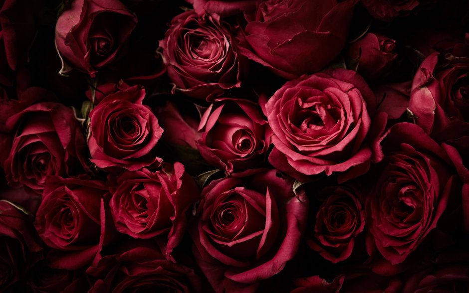 Темно бордовые розы