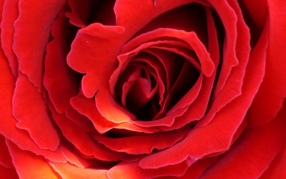 Красные розы обои
