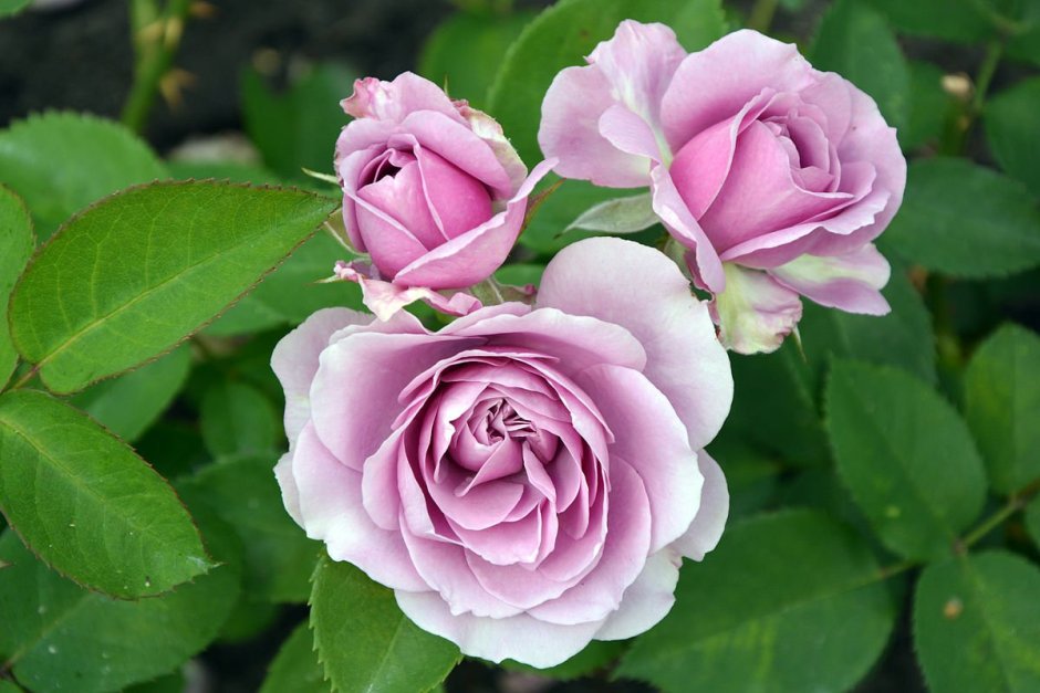 Роза флорибунда Лавендер