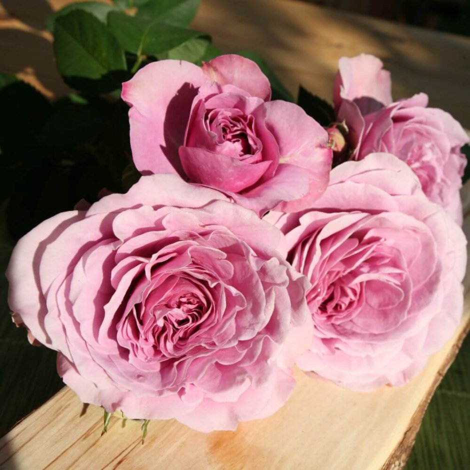 Роза флорибунда Lavender Ice