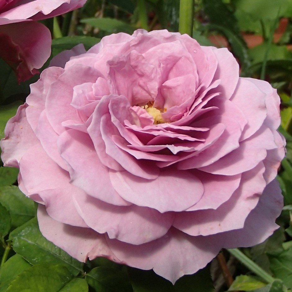 Lavender Ice роза