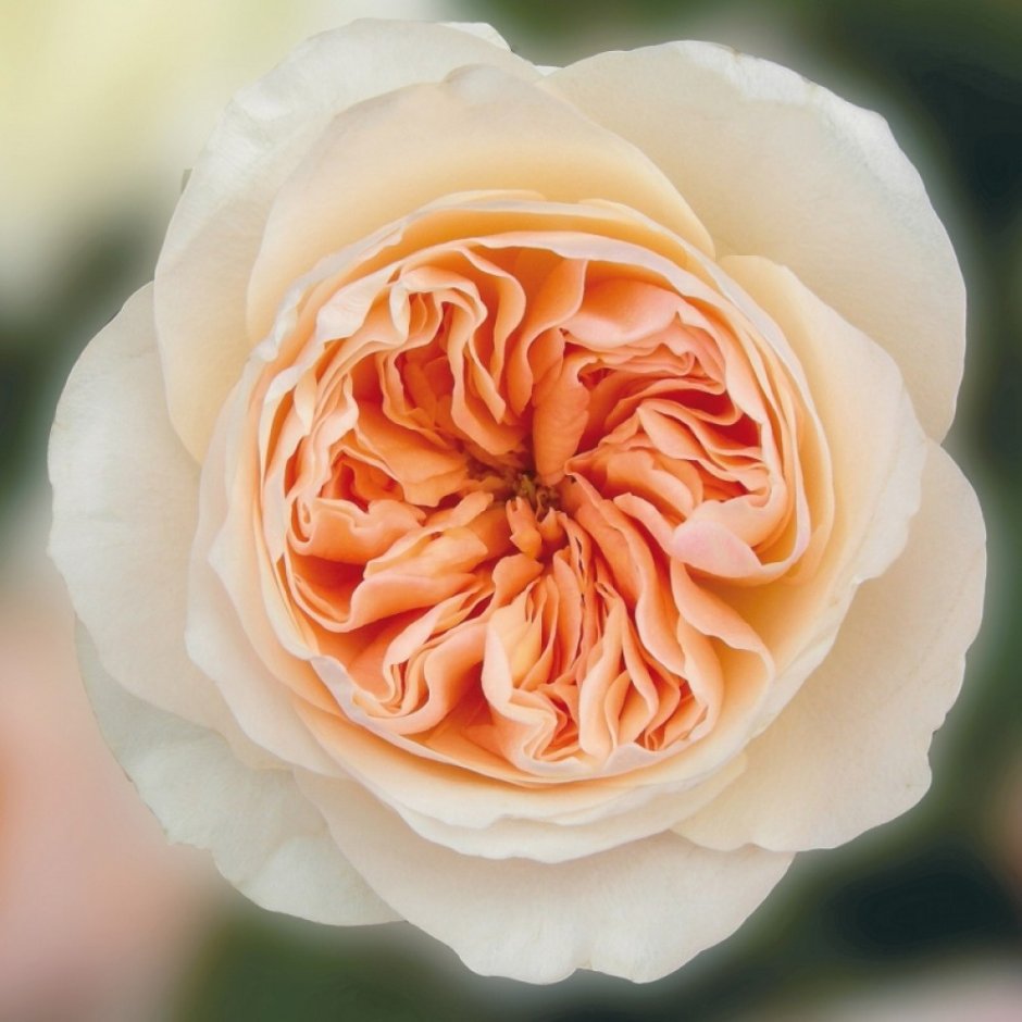 Пионовидная роза Джульетта
