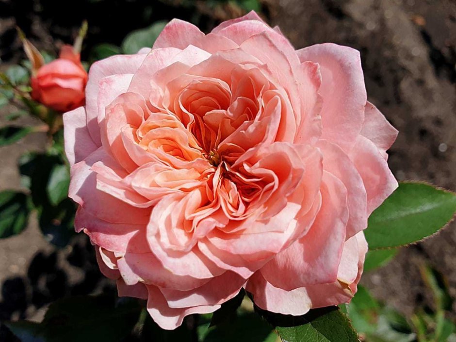 Роза японская Микото