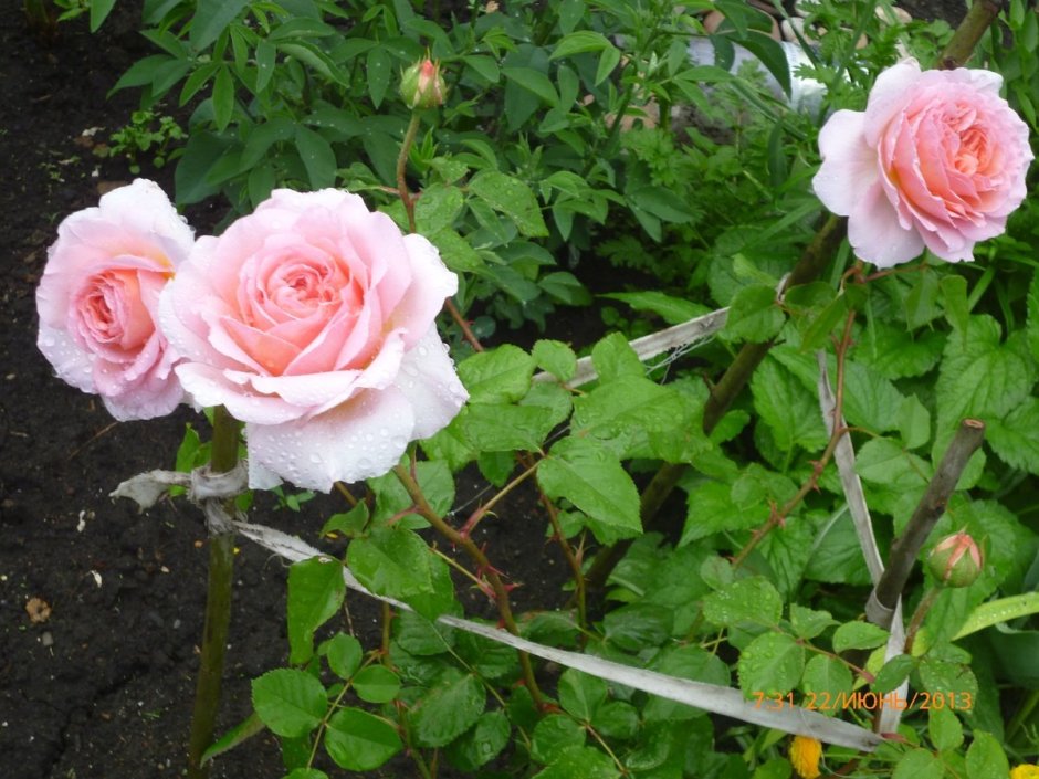 Роза канадская Парковая Модэн Блаш