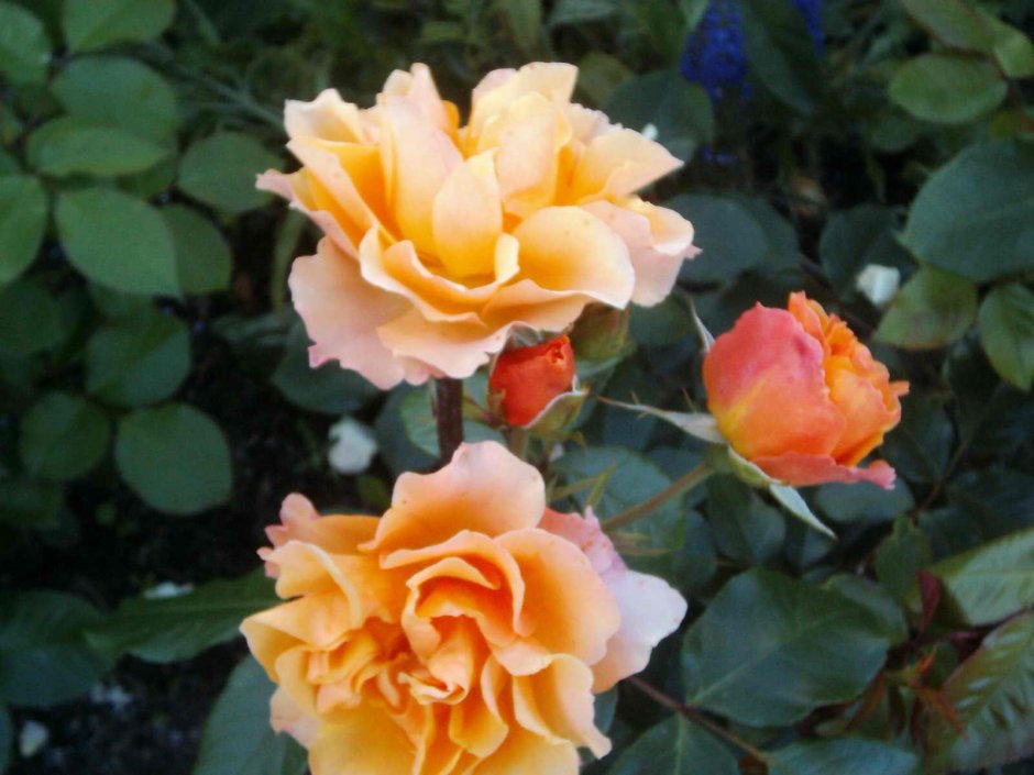 Роза флорибунда Самба