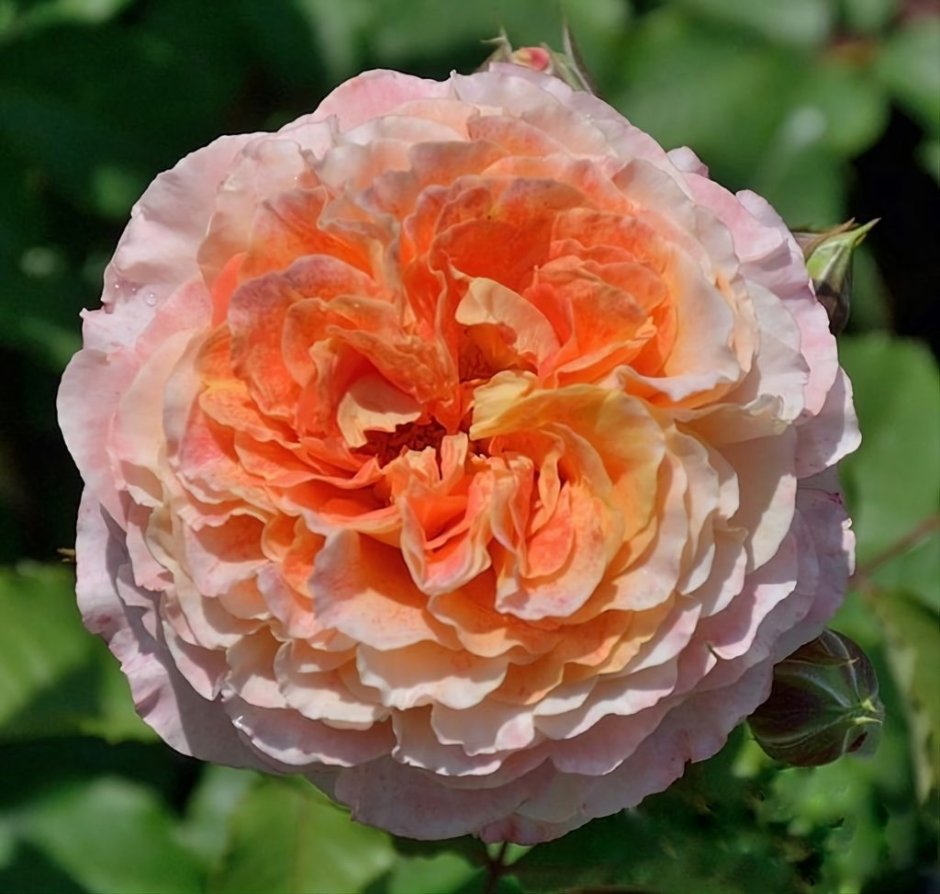 Rosa (роза) Jef l'artiste