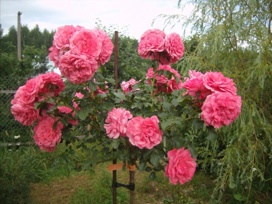 Rosarium Uetersen роза на штамбе