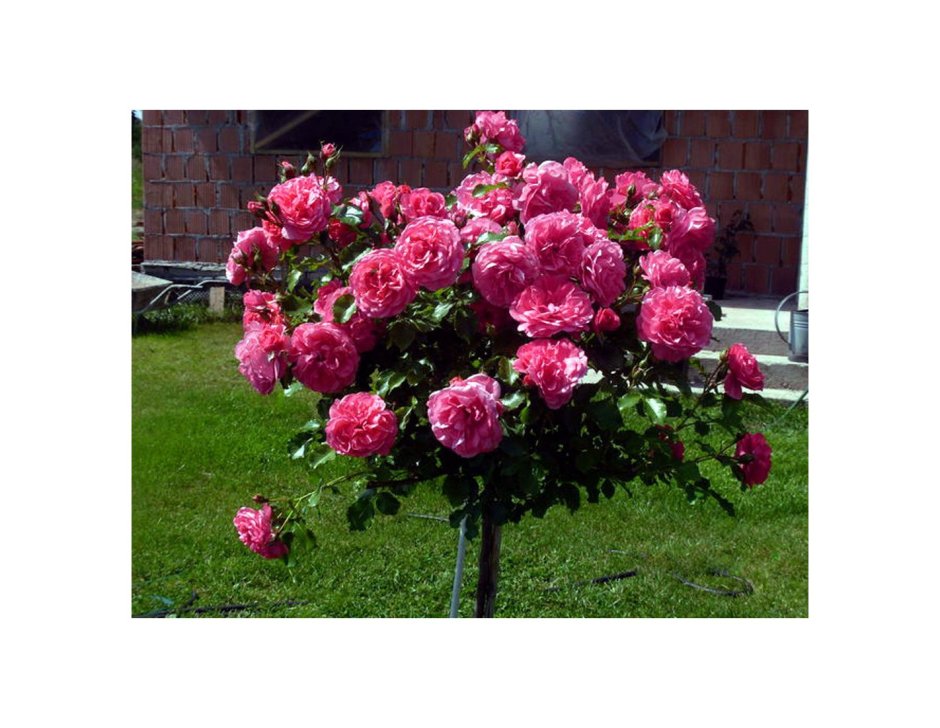 Штамбовая роза Rosarium Uetersen