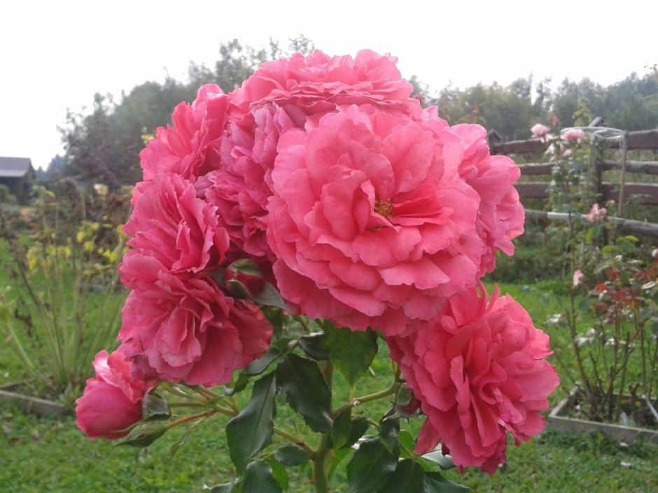 Штамбовая роза Rosarium Uetersen