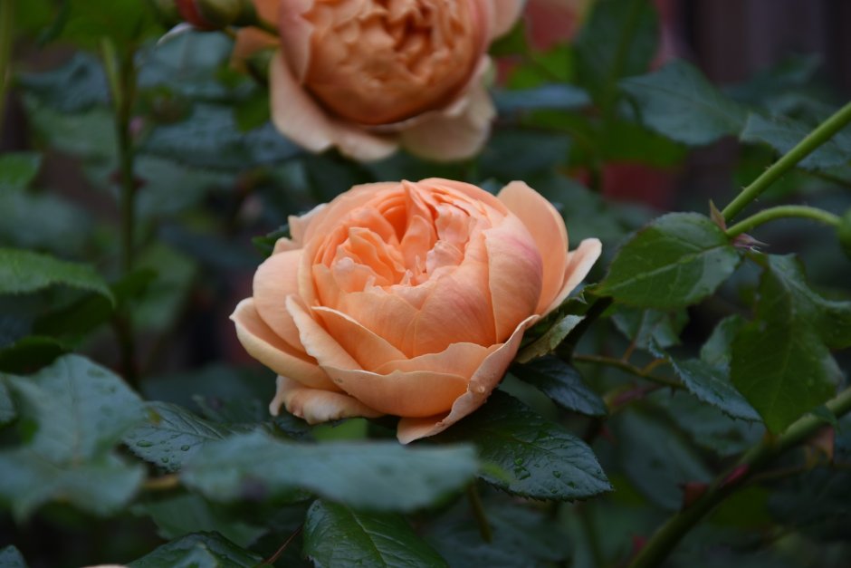 Carolyn Knight сорт розы