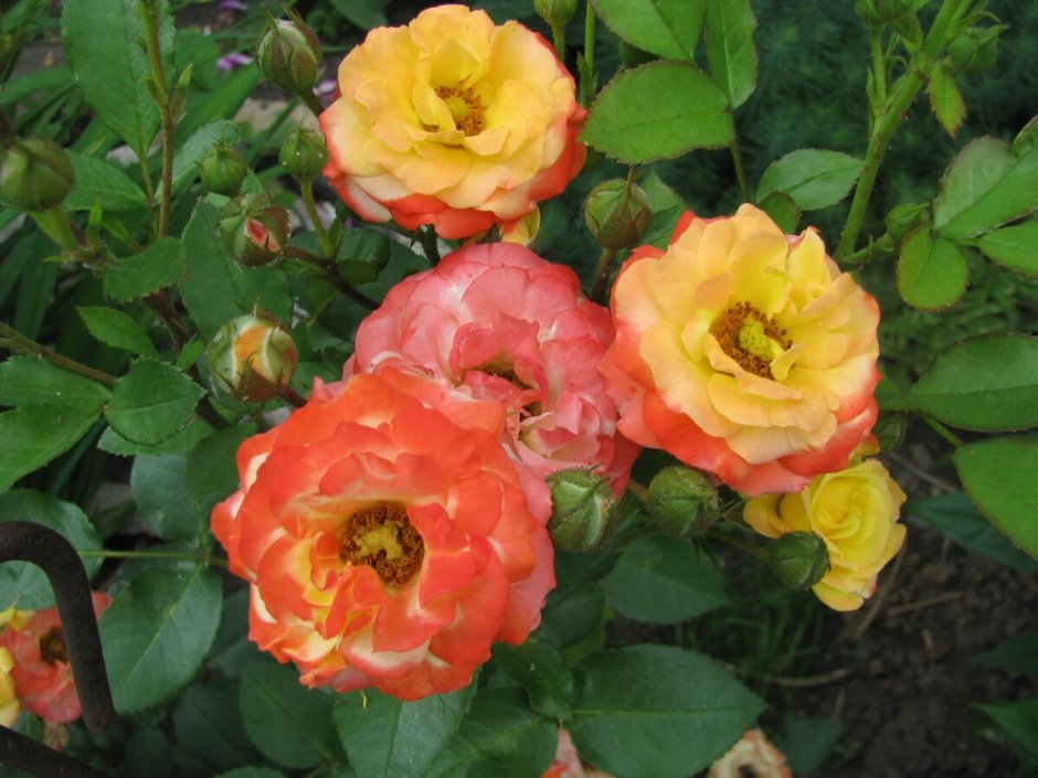 Беби маскарад миниатюрные розы