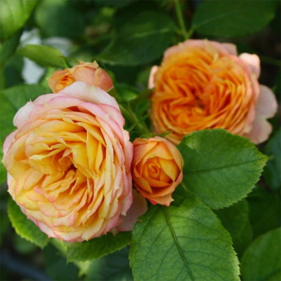 Роза миниатюрная Беби романтика