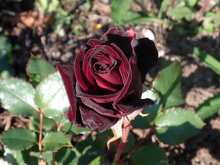 Rosa ‘Black Baccara’