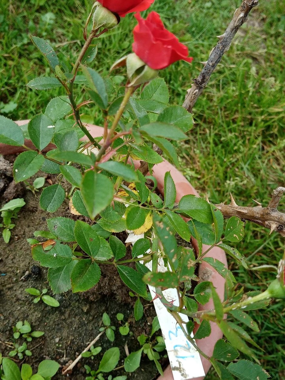 Bad Birnbach роза