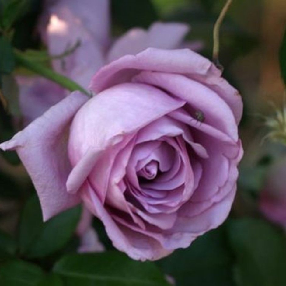 Indigoletta роза
