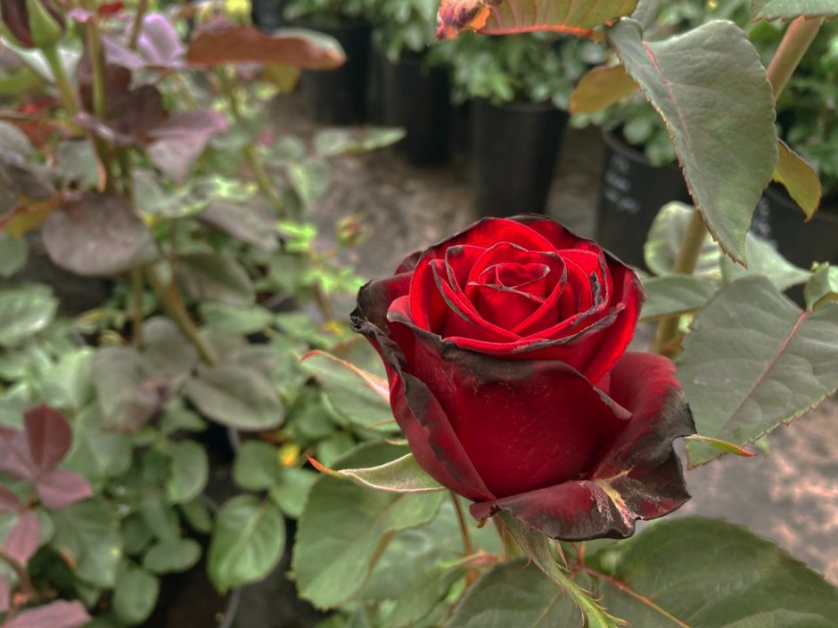 Сорт розы Фиджи Негро