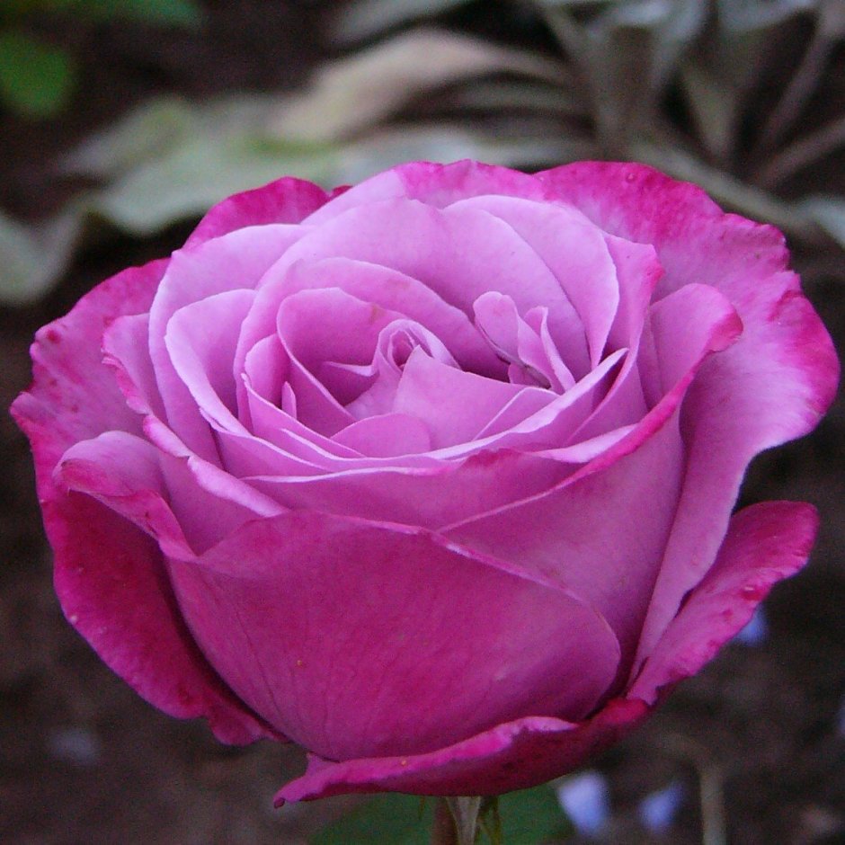 Роза чайно-гибридная Аманда Блю
