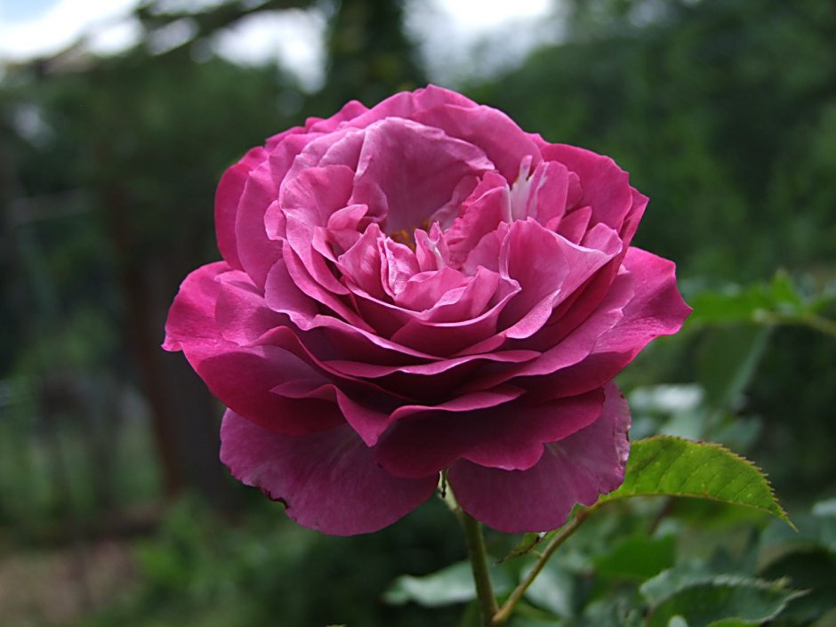 Индиголетто роза