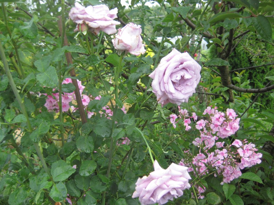 Роза плетистая фиолетовая "Индиголетта"