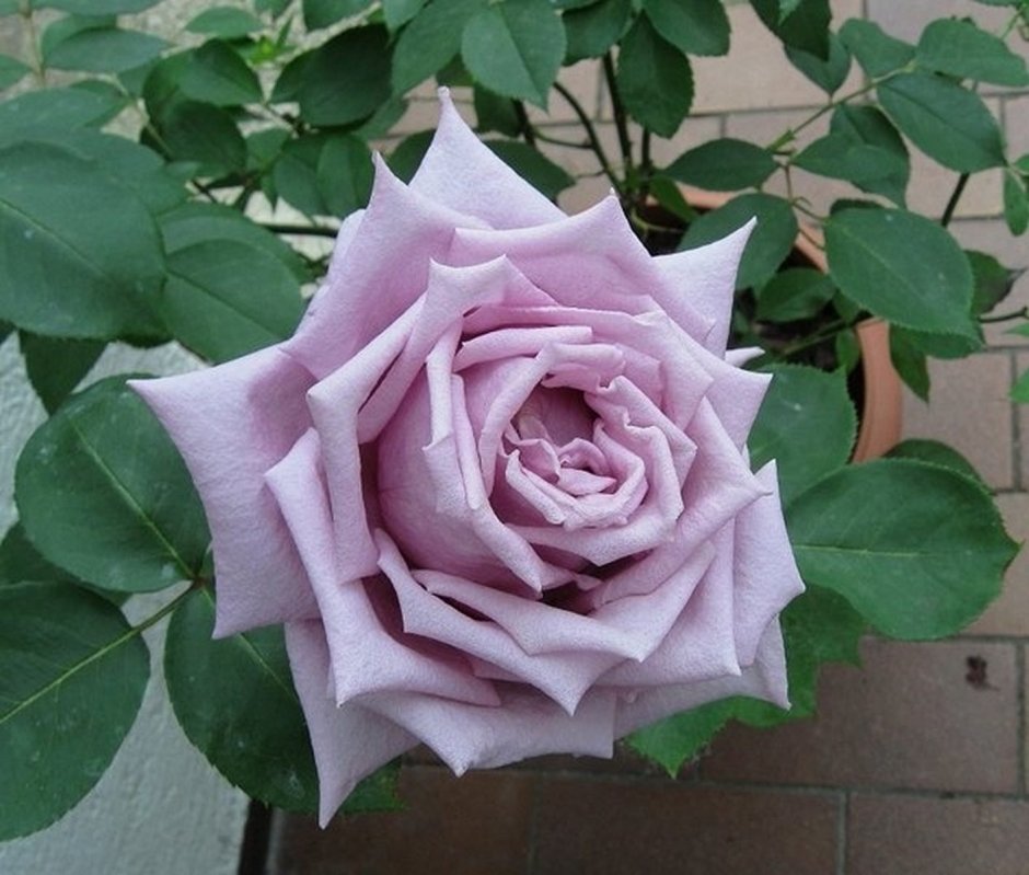 Роза сорт Индиголетта